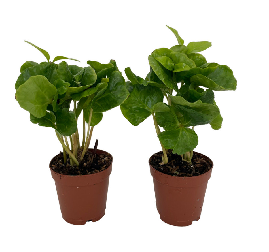Live Arabica Coffee Bean Plants – 2 Pack in 2″ Pots – Grow Your Own Coffee Plant