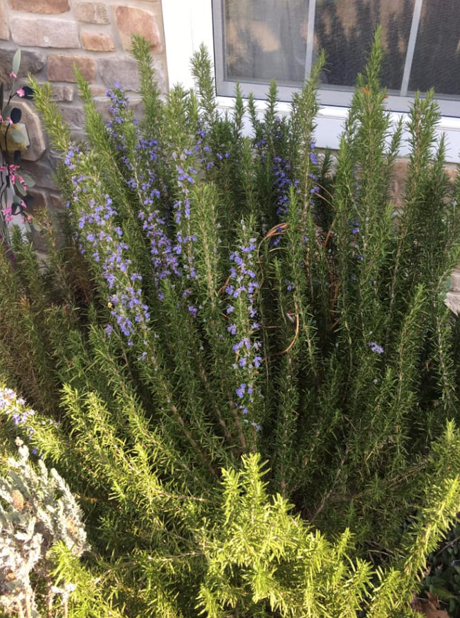 3 Tuscan Blue Rosemary Plants Live, 3–5″Tall, Evergreen Garden Herb, Ship No Pot