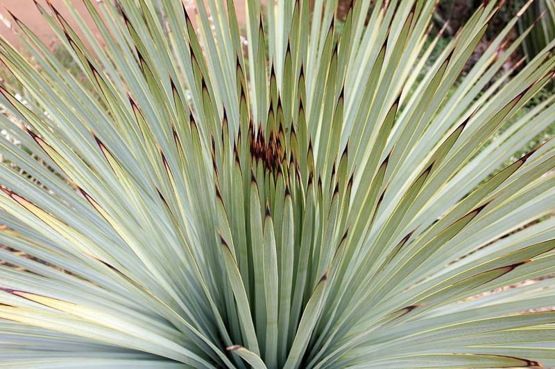 Yucca Whippiei aka Our Lords Candle 10 Seeds Free Shipping!