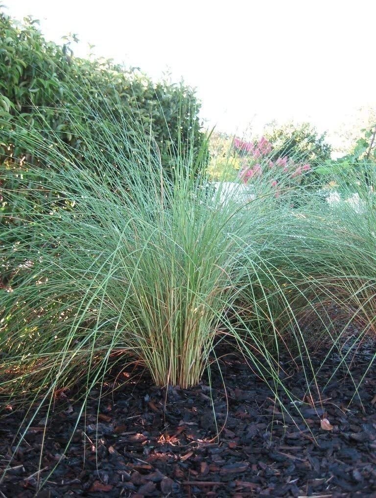 Sand Cord Grass | Live Plants | Spartina Bakeri | Drought Tolerant Low…