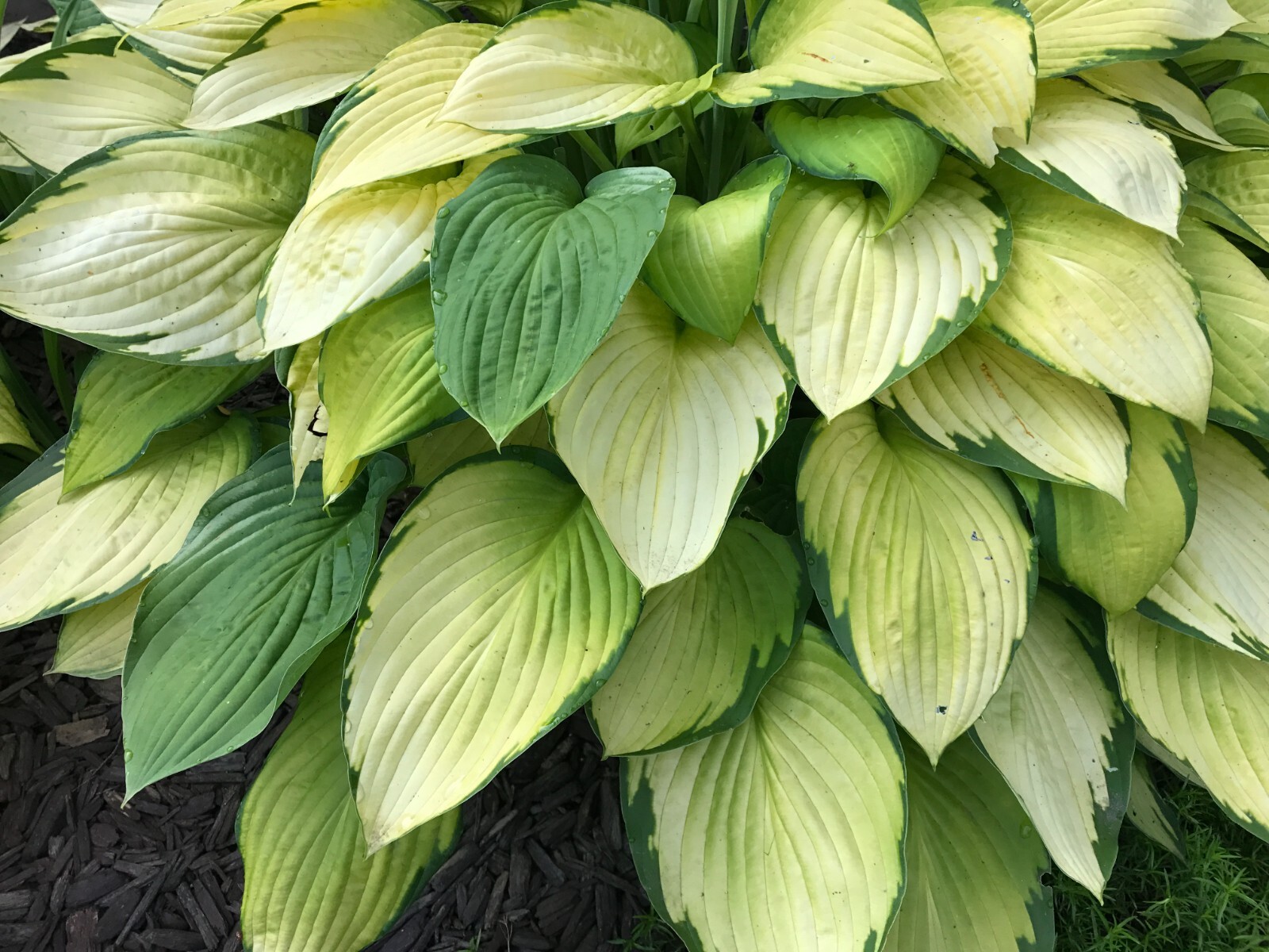 3 GOLD STANDARD HOSTA Bare Root Perennial Plant $ Years Old Root
