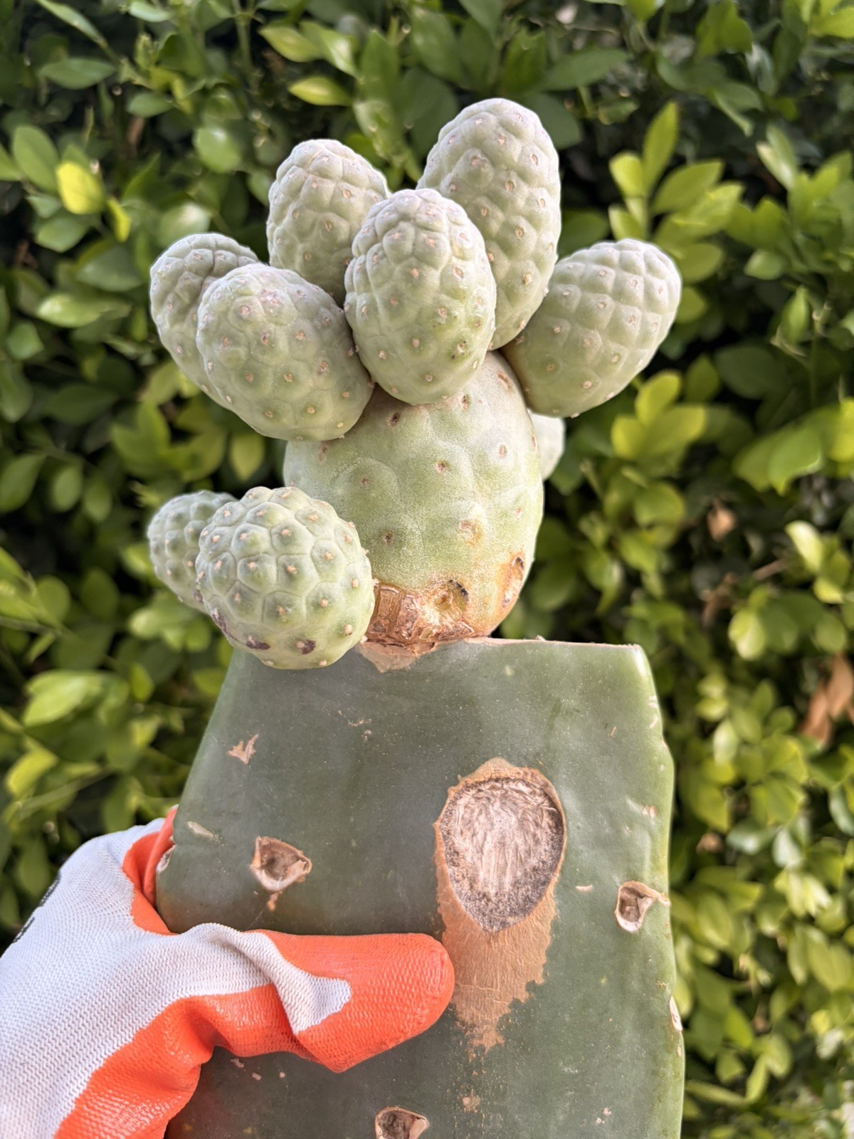 Rare Multi Headed Cactus Cluster Grafted
