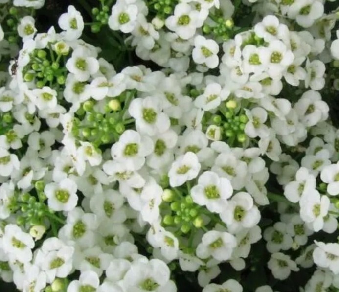 20+ Alyssum, Sweet CARPET OF SNOW Perennial White Heirloom USA Non-GMO