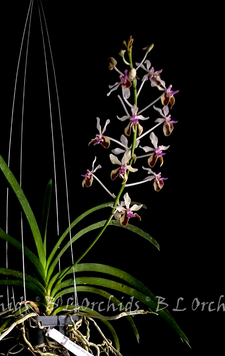 Vanda lamellata *Fragrant