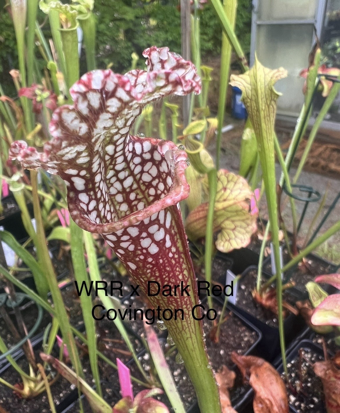 Sarracenia Leucophylla Red (WRR X Dark Red Covington County Al)