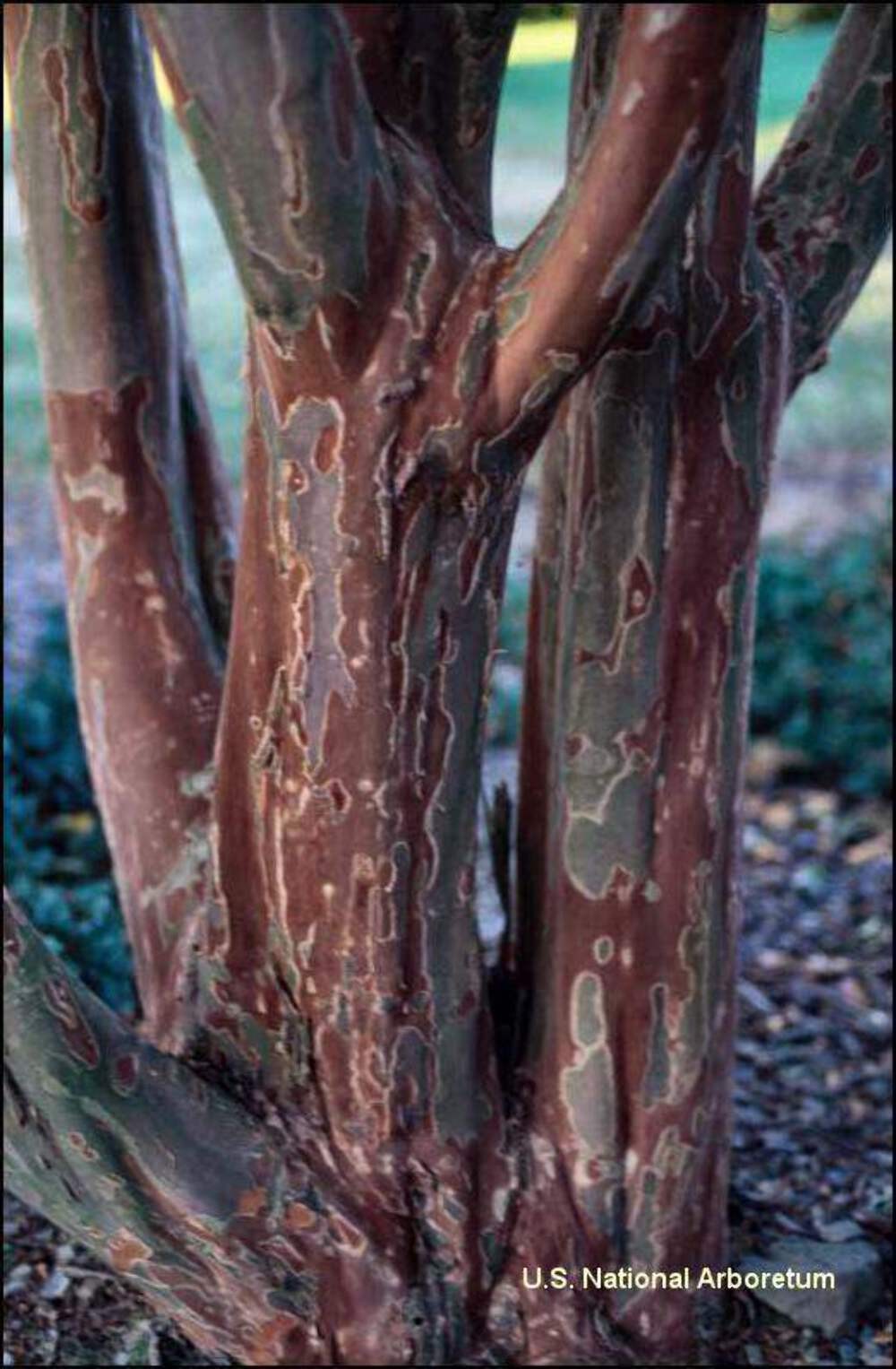 Osage Crape Myrtle: Unique and Delicate Blooms with Rapid Growth