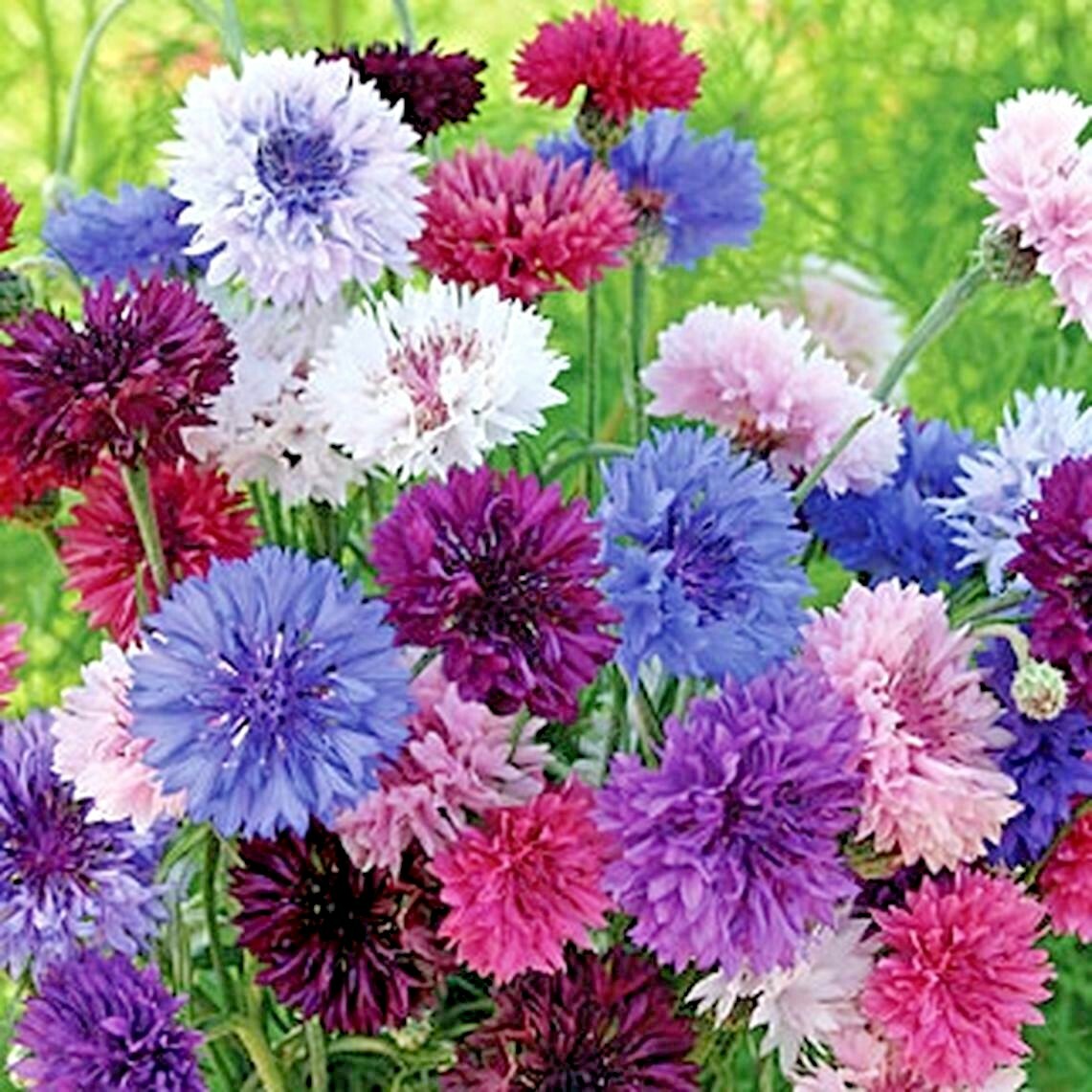 500+CORNFLOWER BACHELOR BUTTON Mixed Seeds Cut Dried Flowers Garden Container
