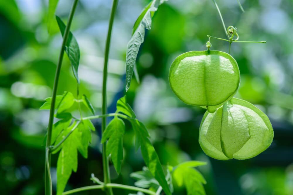 Love in The Puff Vine Seeds for Planting – 25 Seeds – Grow Unique Balloon Vine P