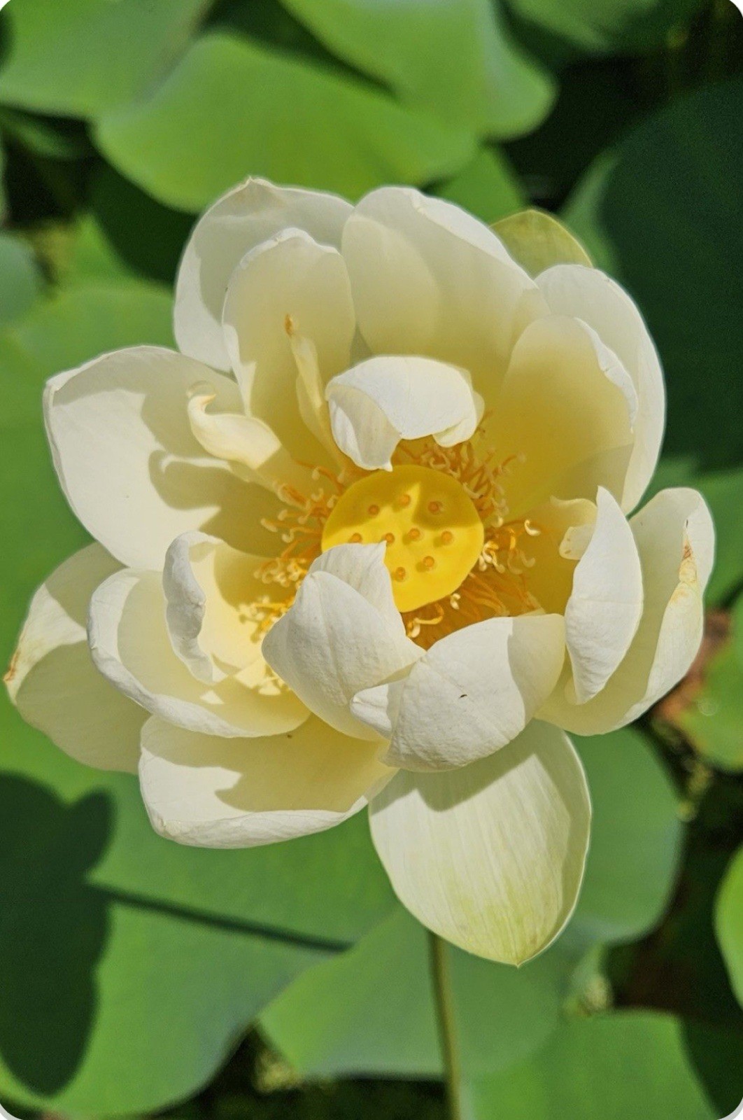 30 SEEDS YELLOW LOTUS FLOWER SEEDS ❤️AMERICAN WATER LILY for POTS, PONDS