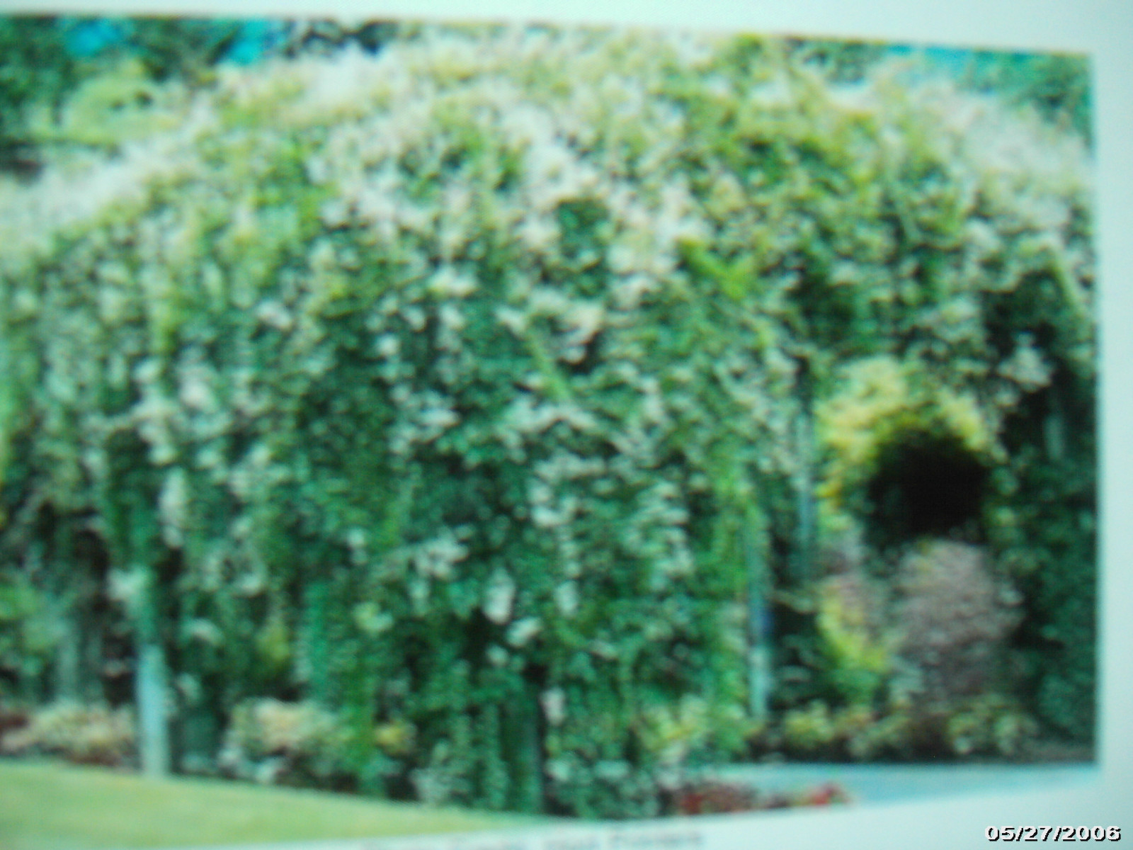 1 Mature SILVERLACE Clematis Vine Zone 3 and warmer!