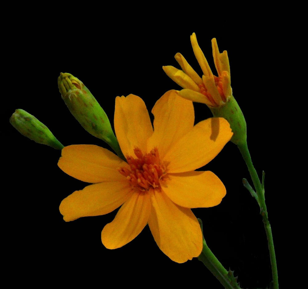 Tagetes lemmonii | Shrub Marigold | Mexican Bush | Mount Lemmon | 50_Seeds