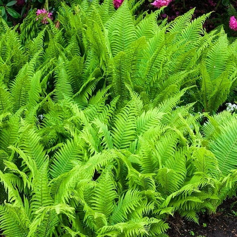 Hay Scented Fern clumps Bare-root (Dennstaedtia punctilobula)