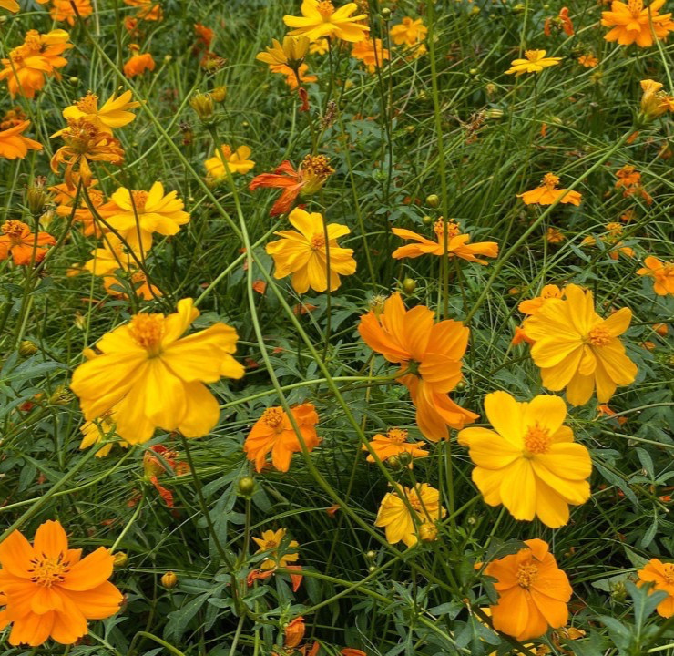 100 Seeds Sulphur Cosmos (Cosmos Sulphureus) Yellow, Orange Organic Non-GMO