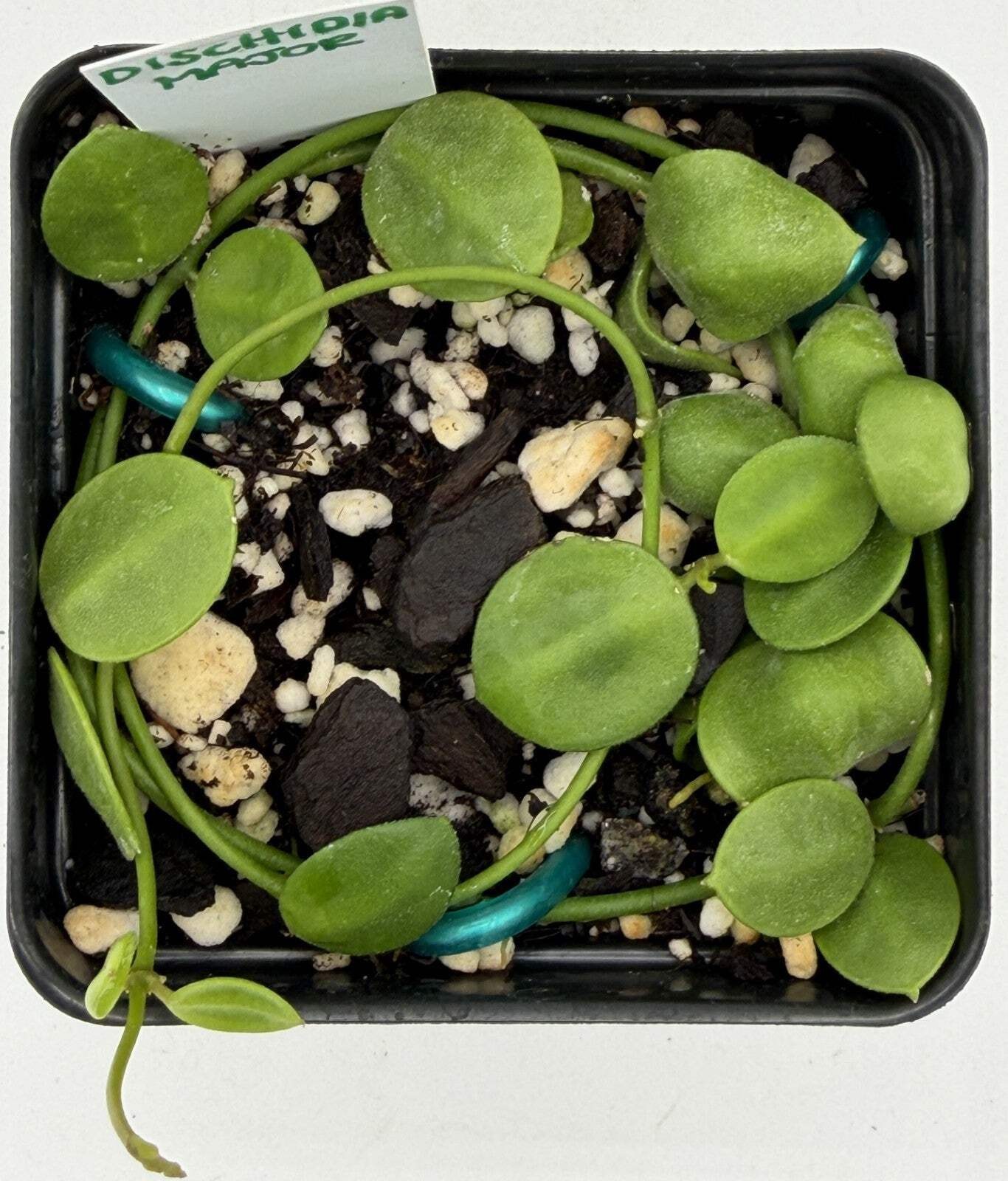 Dischidia major Rooted and growing! 3.5” Pot – Lots of Nodes!