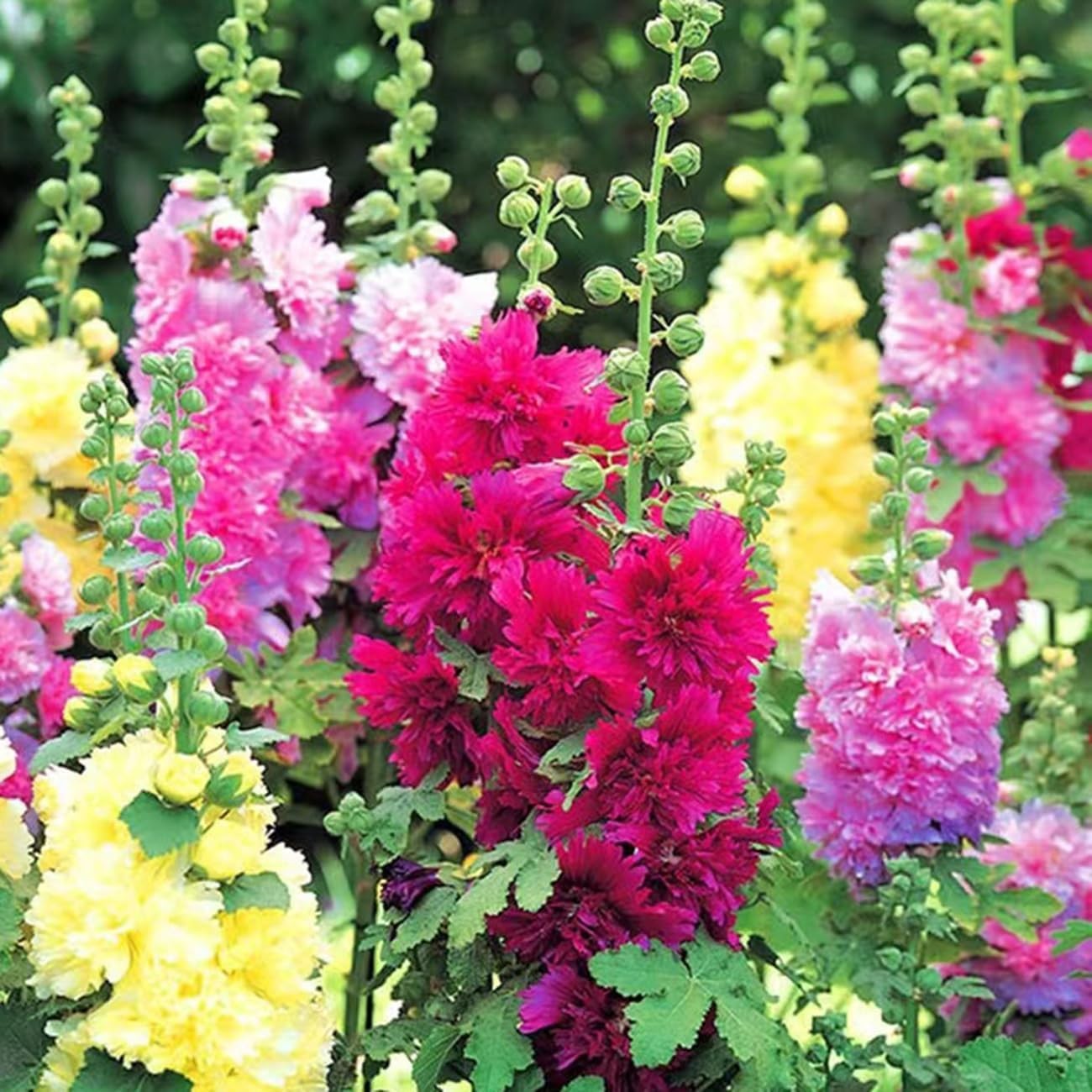 350+ Hollyhock Seeds Carnival Mix Giant Mallow Double Flowers Brown