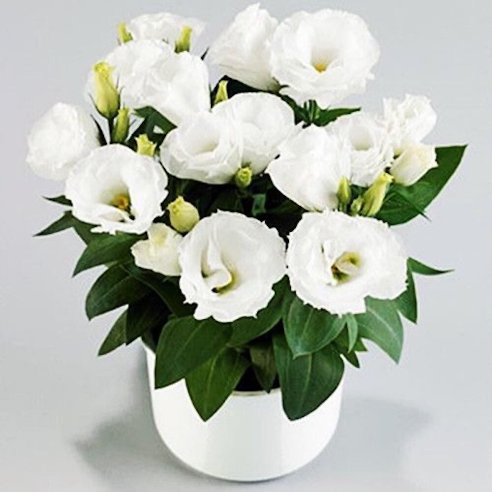 20 EXOTIC rare LISIANTHUS SEEDS for garden exotic flower plant beds USA SELLER
