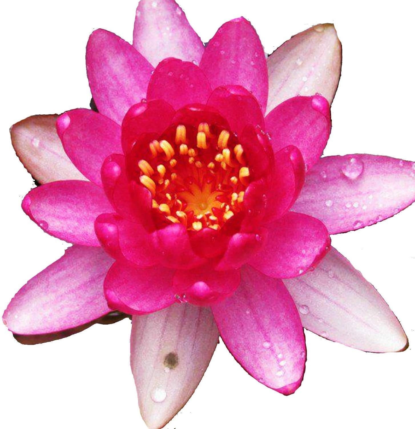 Live Water Lily Tuber Nymphaea James Brydon Pink Hardy Aquatic Plants for Aquari