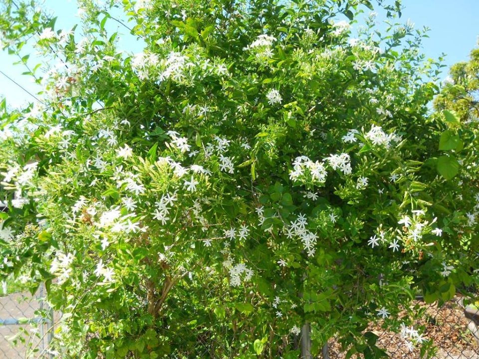 Jasminum auriculatum Jui live plants