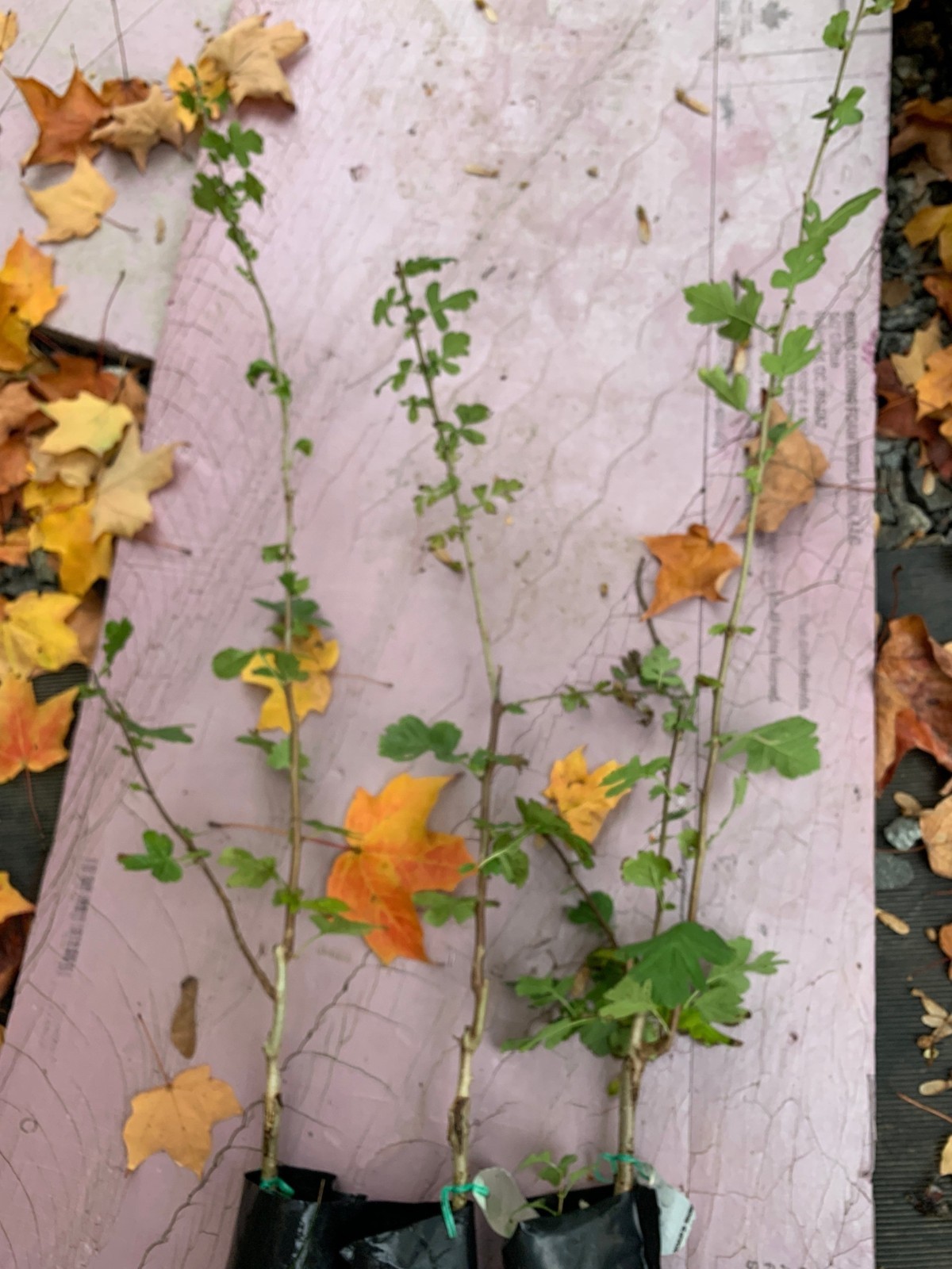 24-36″ tall Golden Girl black hawthorn (Crataegus sp.) 2 year old grafted plant