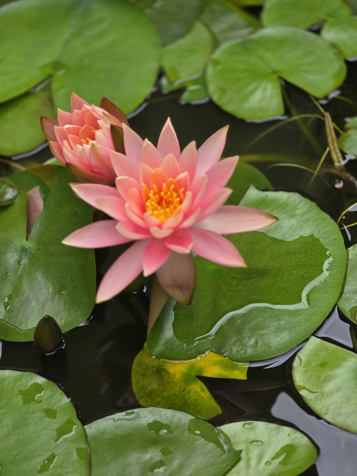 Live Nymphaea Hardy Hawaiian Angelskin Waterlily Aquatic Pond Plant with Rhizome