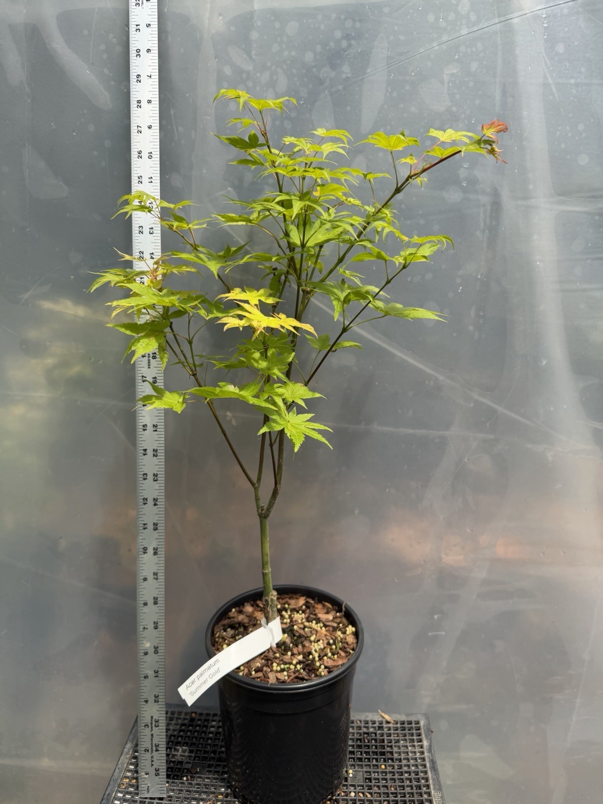 Summer Gold 1g, Japanese Maple