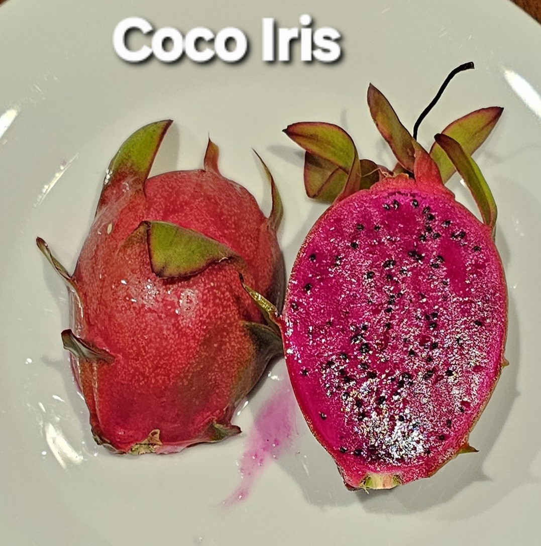 Rooted Dragon Fruit Cuttings (12 to 16 inches long) 20 Plus Varieties