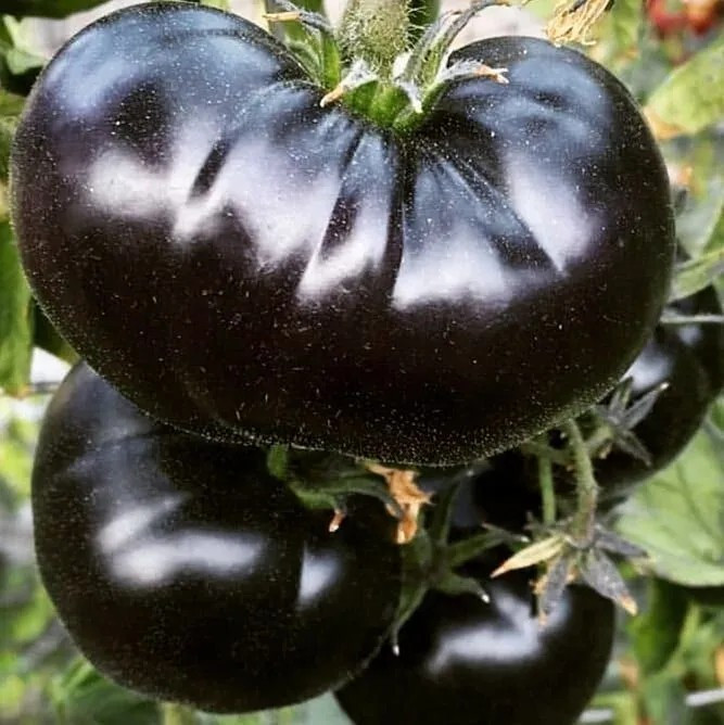 120+ Black Sea Man Tomato Seeds – Heirloom – Organic ———————- RARE