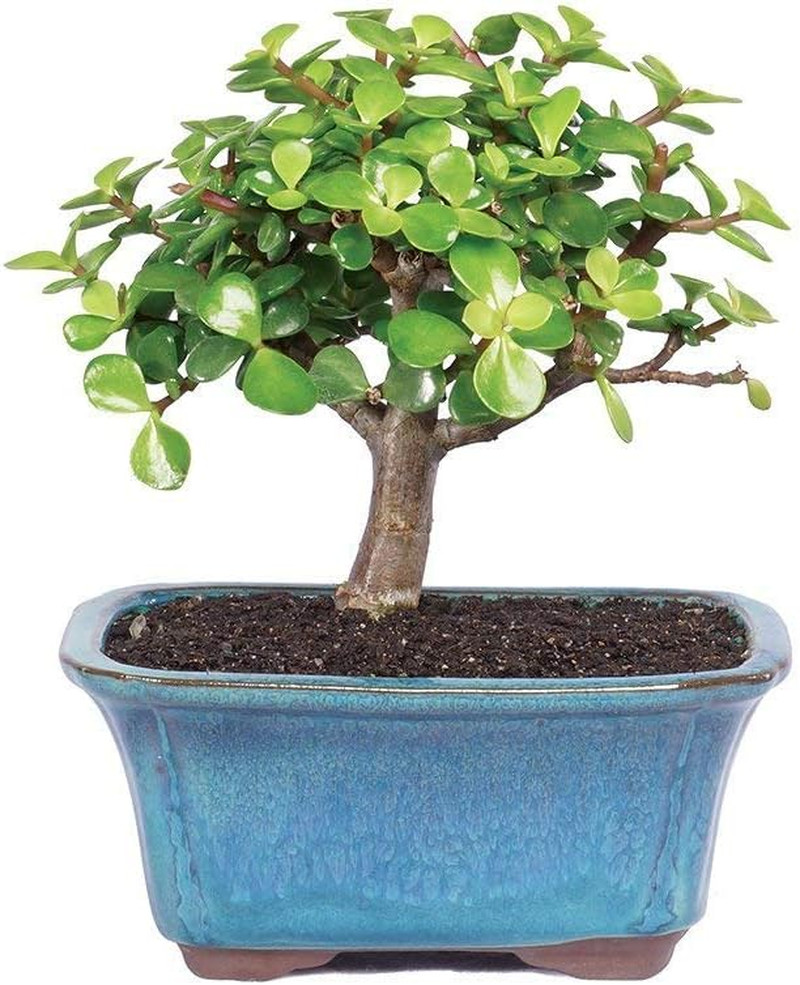 Live Dwarf Jade Bonsai Tree, Indoor Small, 3 Years Old, 5 to 8 Inches Tall