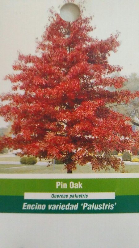 PIN OAK 4-6 FT TREE Live Healthy Shade Trees Plants Shipped To All 50 States USA