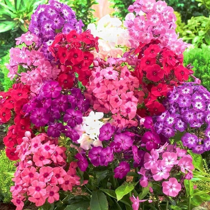 Attractive 1500 Mixed Phlox Seeds – Deer Resistant Low-Maintenance Ground Cover