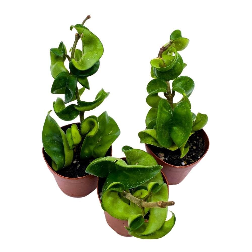 Hoya Green Hindu Rope 2 inch Set of 3 Crinkle Wax Plant Porcelain Flower Tiny Mi
