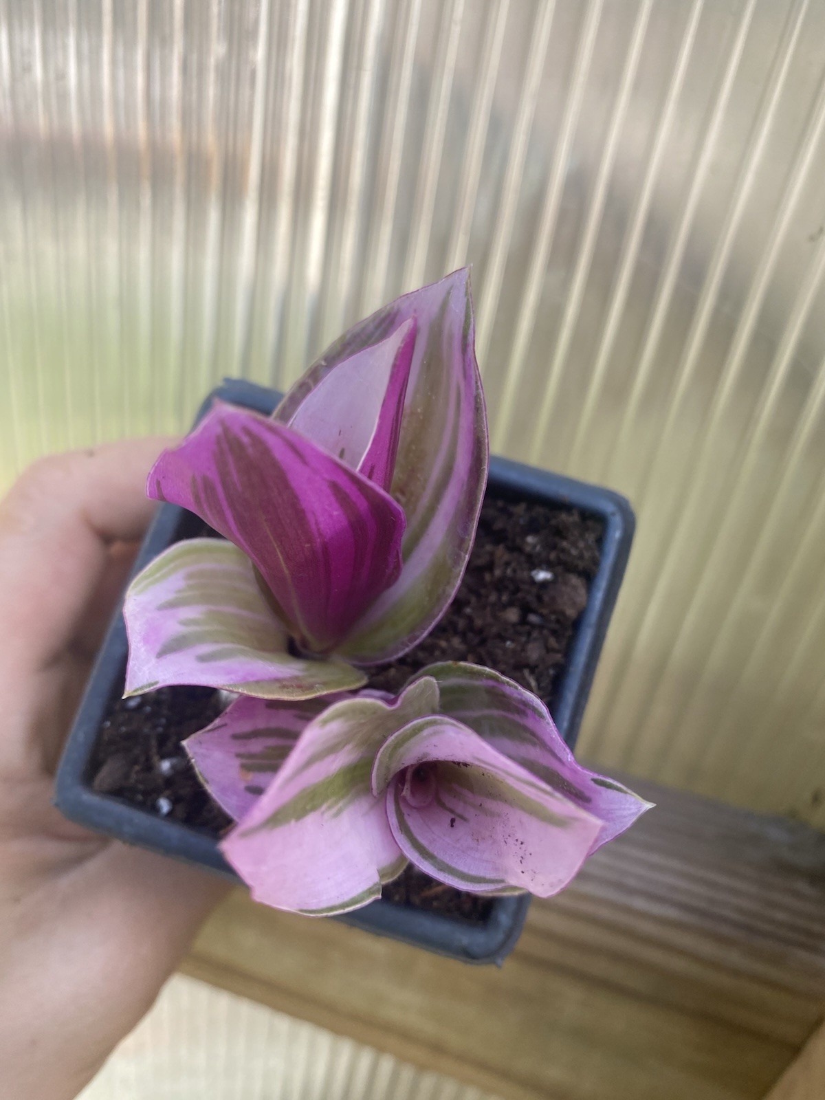 Tradescantia Nanouk 2 Rooted Cuttings In 2” Pot Live Houseplant