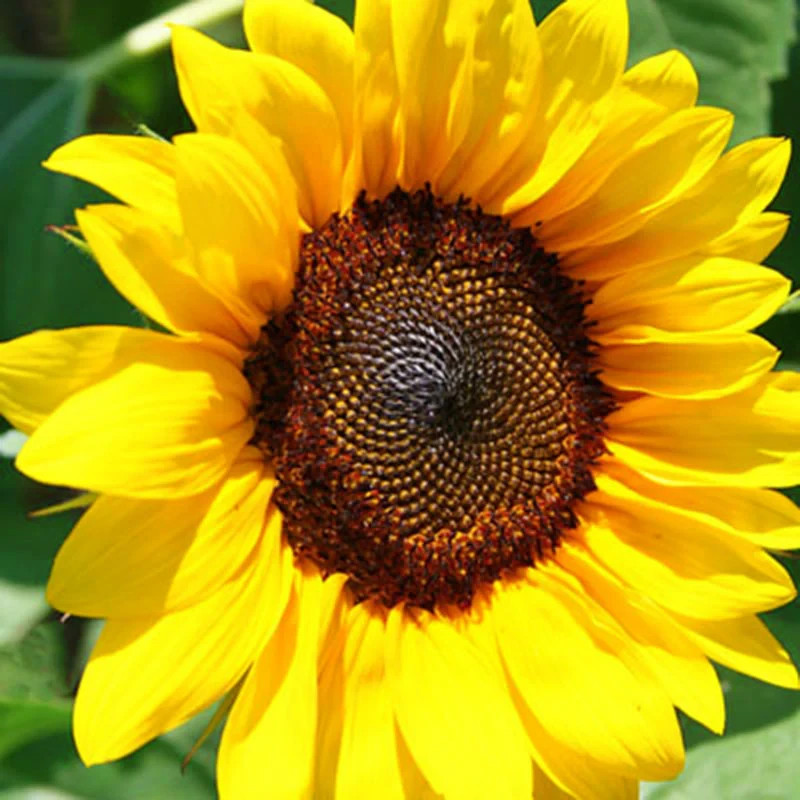 100+ Organic ProCut Brilliance Sunflower Seeds – Free Shipping!!