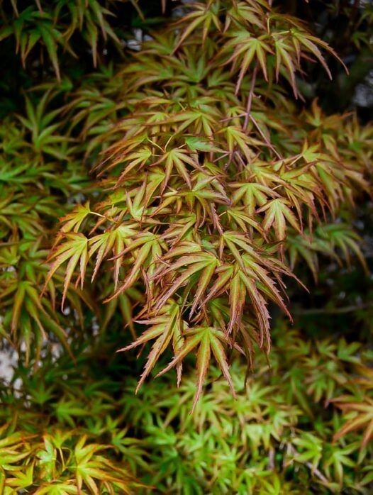 Kamagata Dwarf Japanese Maple Tree – Live Plant – ( 2.5 QT )