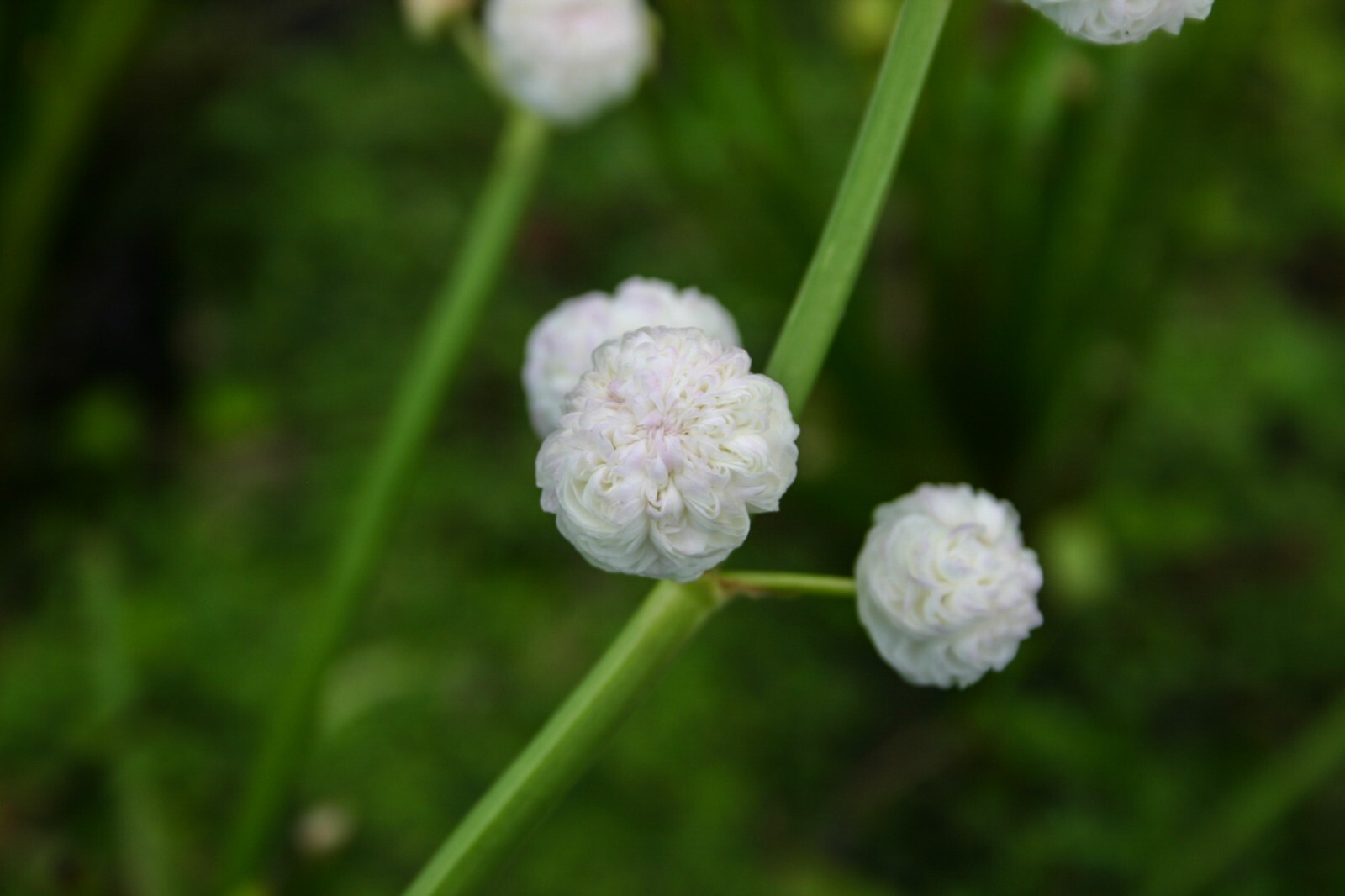 Live Arrowhead Hardy Marginal Aquatic Pond/Bog Plant