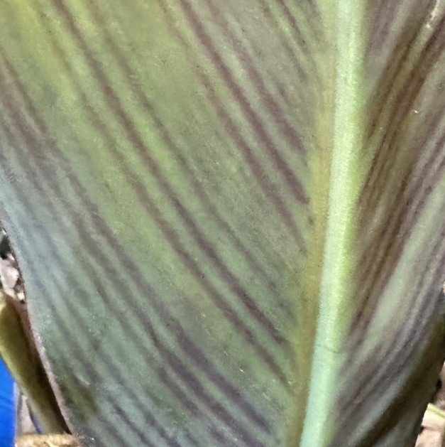 Canna Lily Orange WYOMING 3 Live Flower Plant Bulbs Purple Variegated Leaves