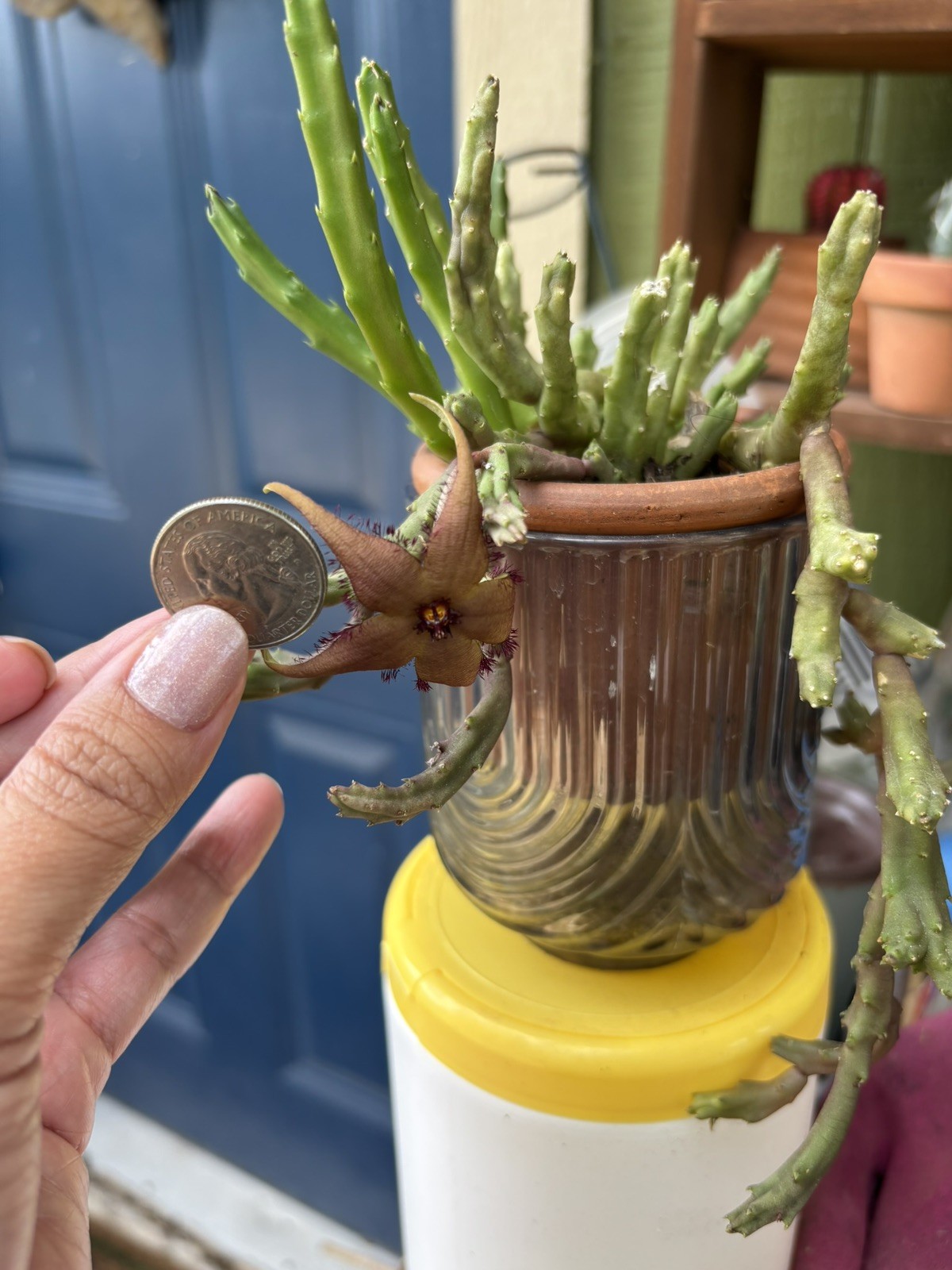 Mini Stapelia Schinzii var. Angolensis 3.5 Inch rooted Potted Plant Texas US