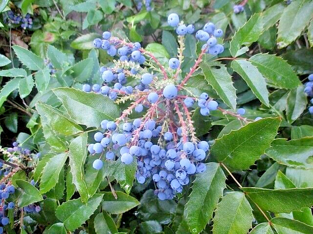 Oregon grape holly, 50 seeds. native wildflower, Mahonia aquifolium. USA seller
