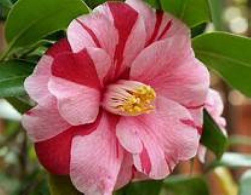 Lady Vansittart**Camellia Japonica-Live Starter Plant -Highly Variable Blooms!