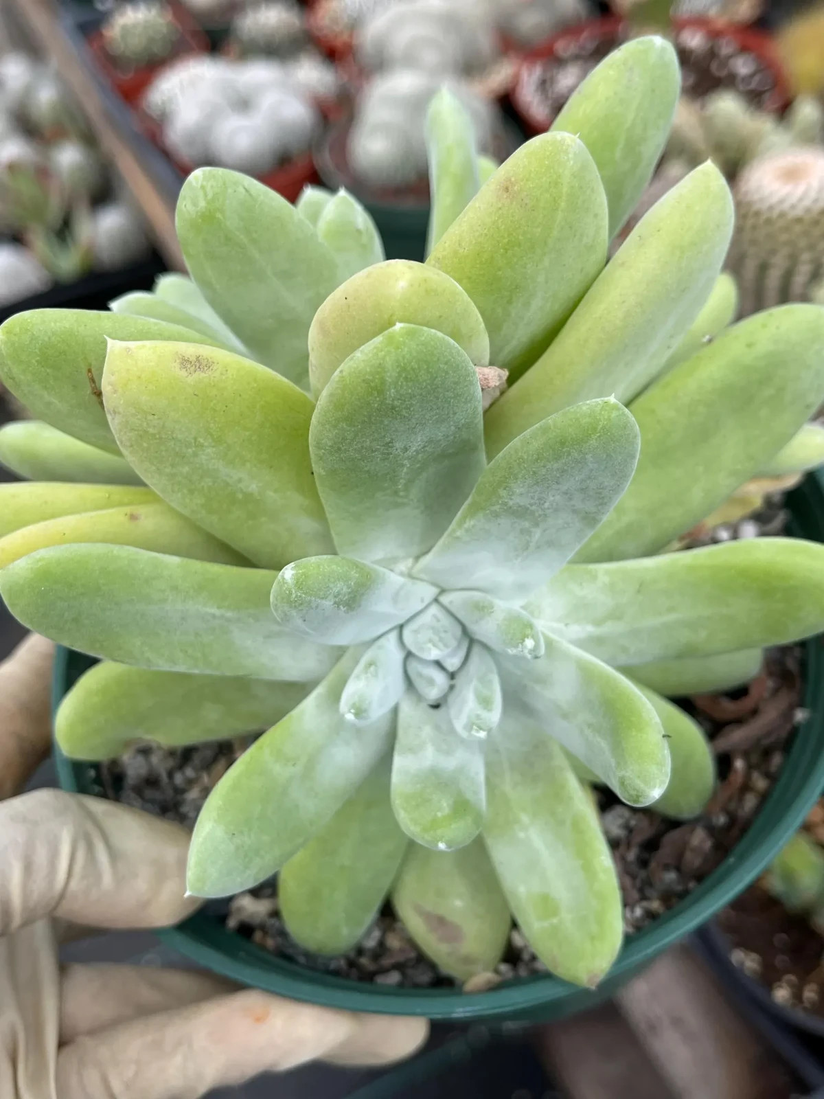 White Chalk Dudleya Pachyphytum Rare Succulent Live Plant Easy Care
