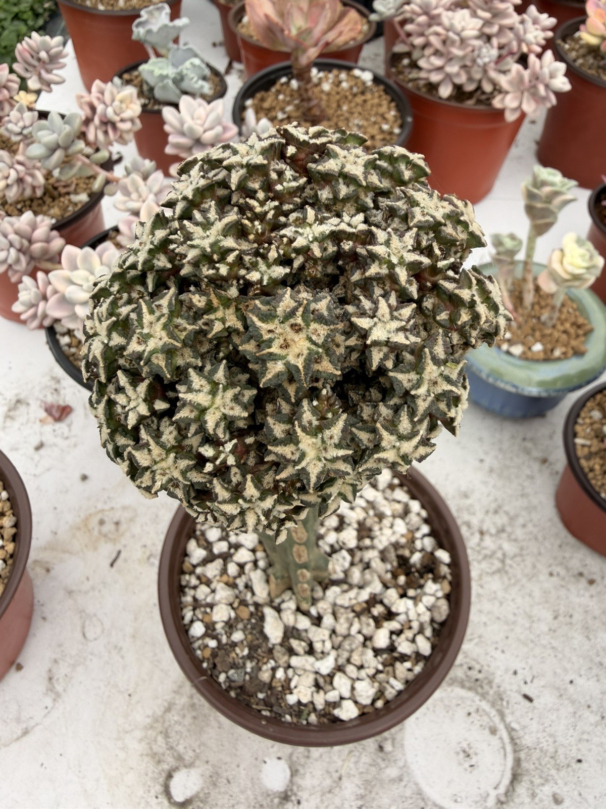 Rare Cactus Grafted