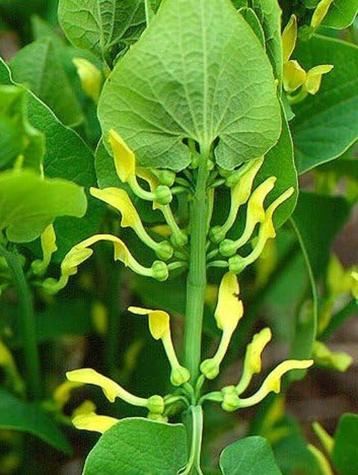 Birthworts Clematitis Aristolochias Medium To Tall Scrambling Perennial 10 Seeds