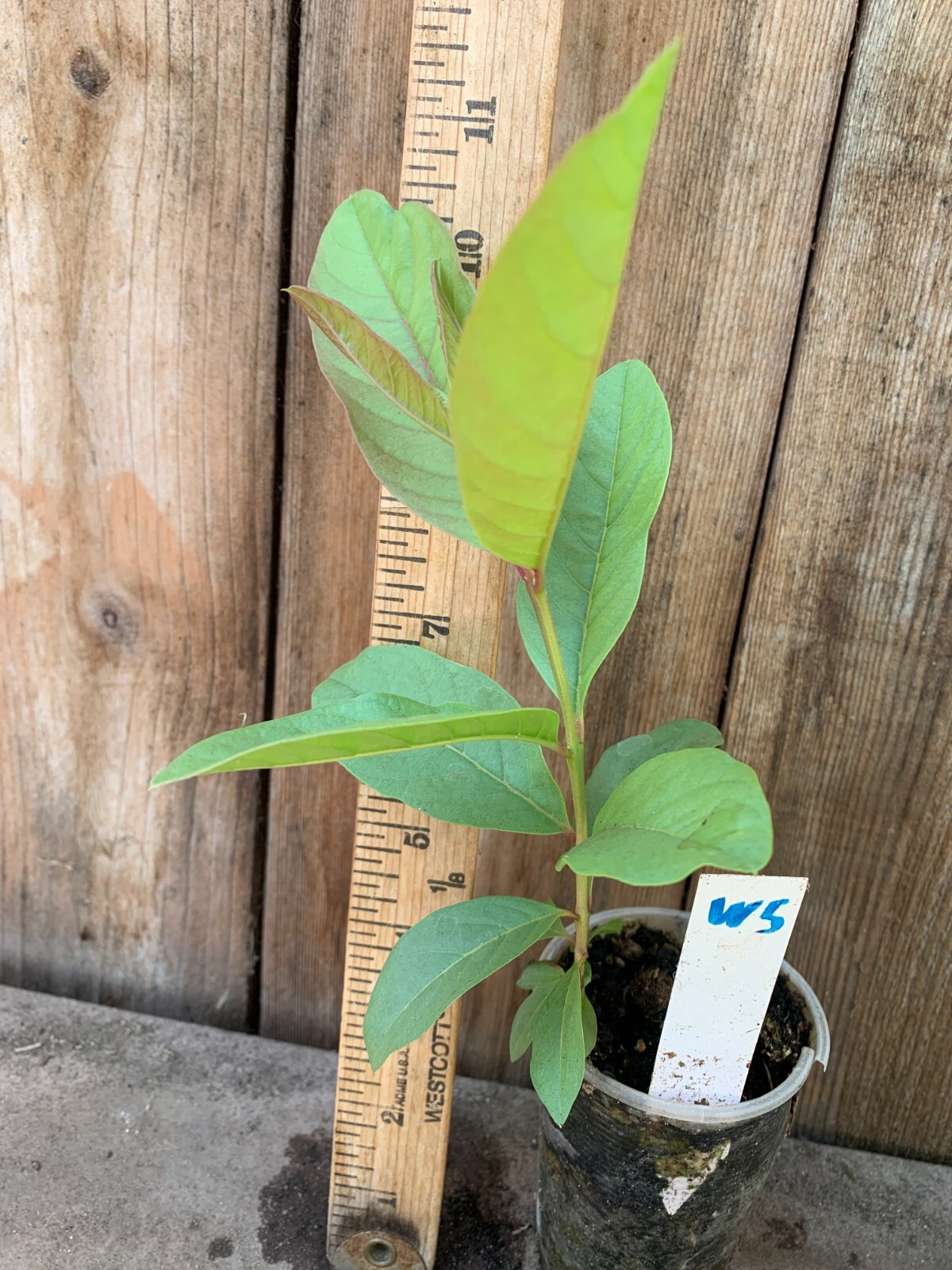 1 Asian Cream White Tropical Guava Fruit Tree Psidium Guajava Tree App 14″