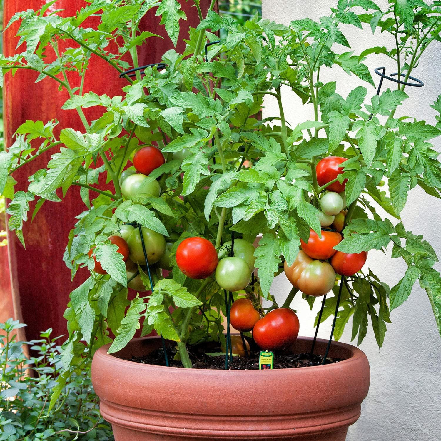 Better Bush Tomato, 19.3 Oz., 4-Pack, Live Plants