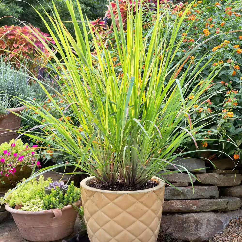 2.32 Qt. Lemongrass, Live Plant