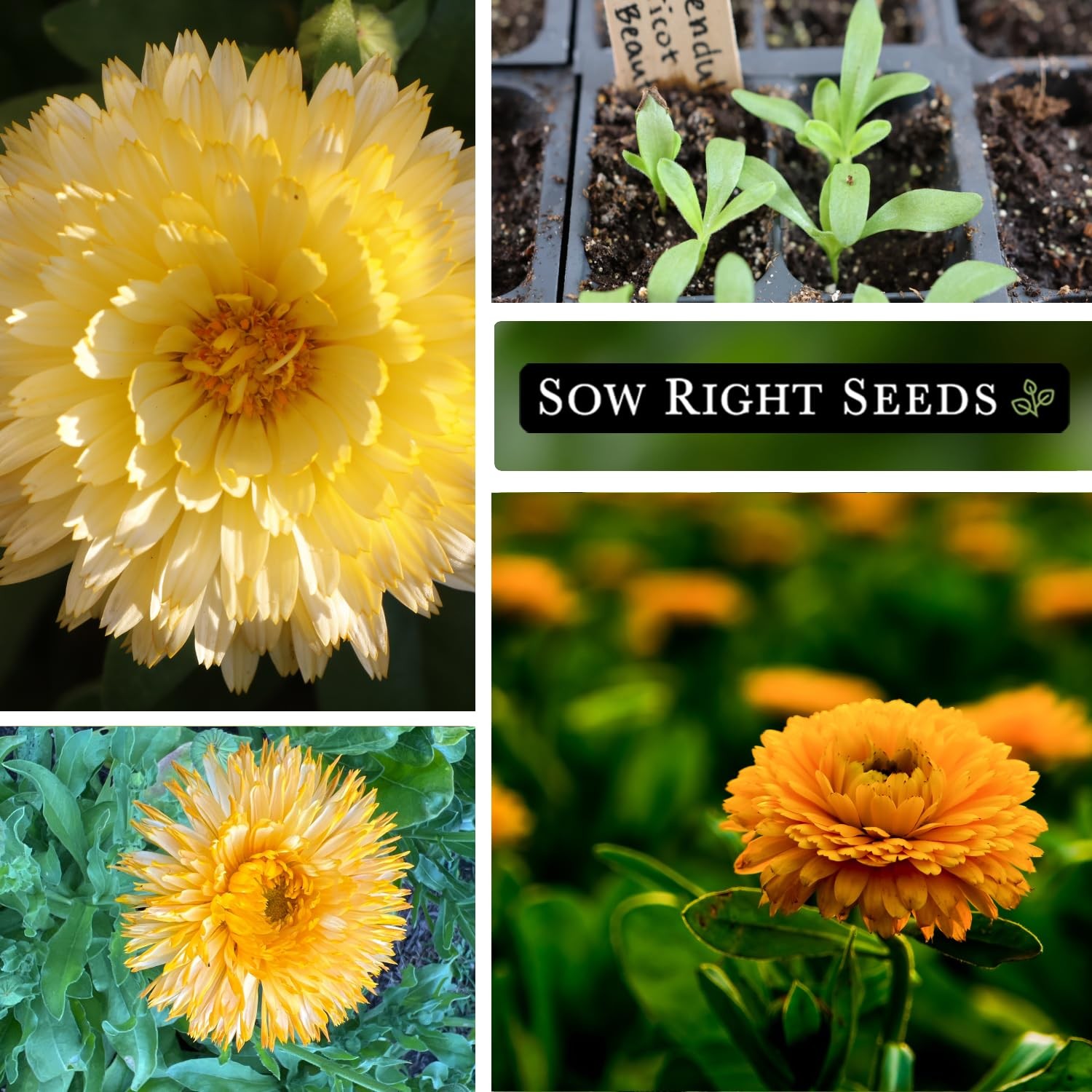 Sow Right Seeds – Apricot Beauty Calendula for Planting – 1, orange