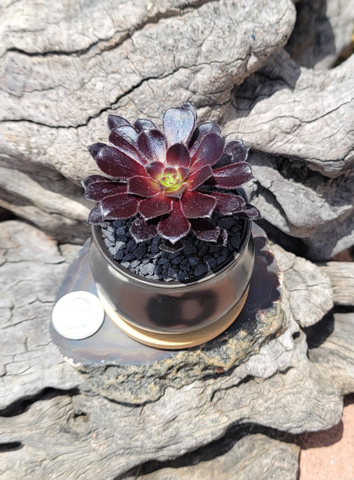 Live Rooted Aeonium Arboreum Zwartkop “Black Rose” Succulent In 3×2″ Ceramic Pot