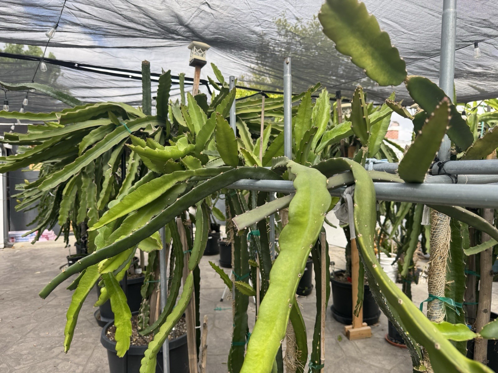 Dragon Fruit Cutting Connie Gee aka Pitaya, Organic 8-12 inches