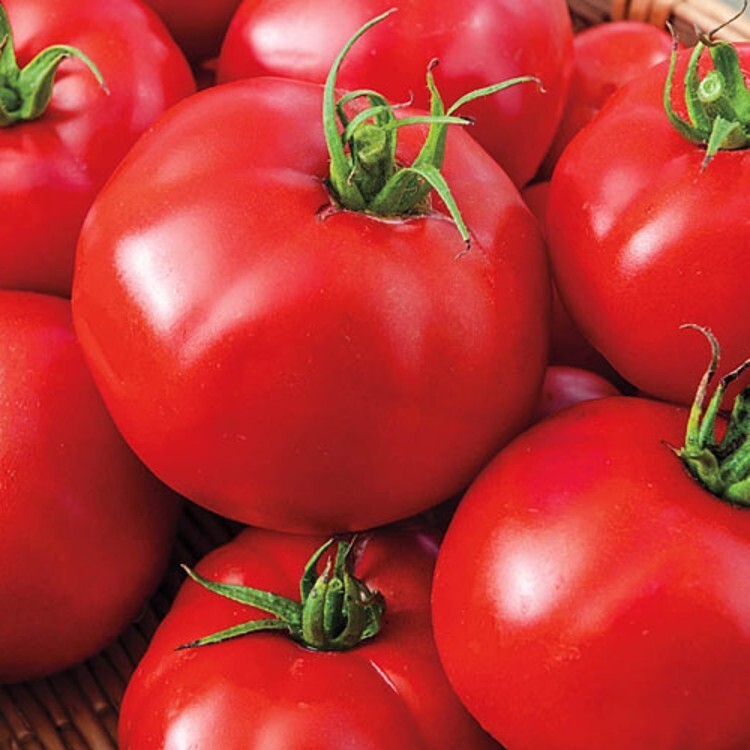 Tomatos Beefsteaks From Vibrants Red Pale Yellow To Purple Blacks Super 30 Seeds
