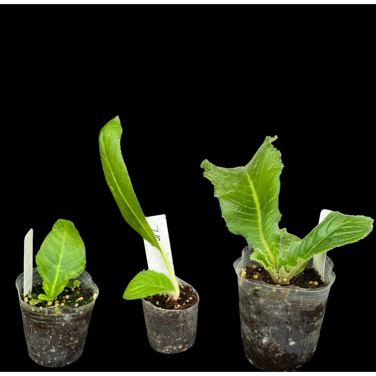 Streptocarpus [DS-2320] | Year-Round Blooms | African Violet-Like SEED STUDIO®